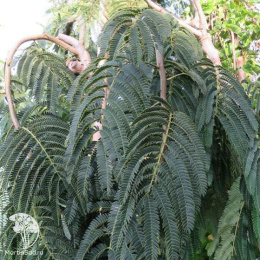 Альбиция ленкоранская Шидаре