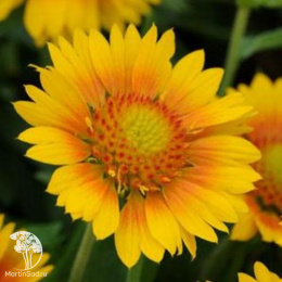 Гайлардия крупноцветковая Меса Пич