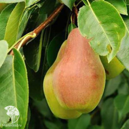 Груша гибрид Чижовская + Феерия