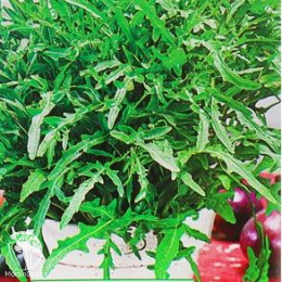 Индау (руккола) Васаби