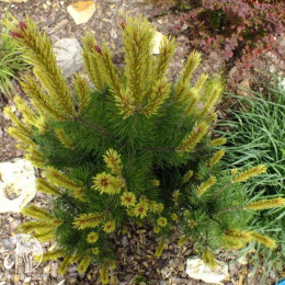 Сосна горная Розитек