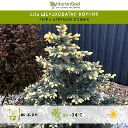 Ель шероховатая Корник