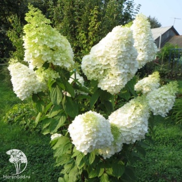 Фото Гортензия метельчатая Мэджикал Мунлайт на штамбе