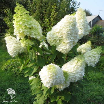 Фото Гортензия метельчатая Мэджикал Мунлайт на штамбе