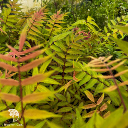 Рябинник рябинолистный Сэм