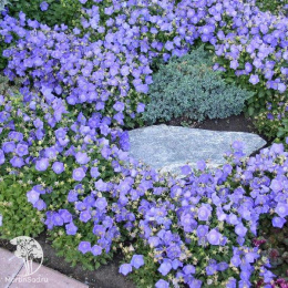 Колокольчик карпатский Голубой