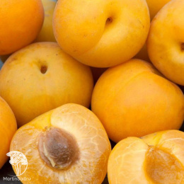 Шарафуга жёлтая