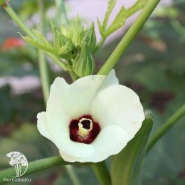 Бамия Бомбей