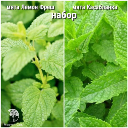 Набор для чая мята Лемон Фрэш + Касабланка