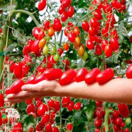 Томат Черри Ваше Благородие F1 ( 2-ной пак.)