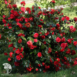 Камелия гибридная японская Блэк Лэйс