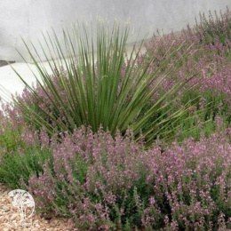 Дубравник обыкновенный