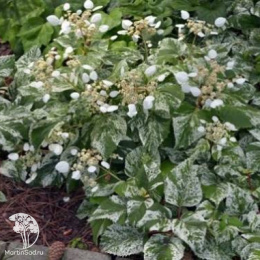 Схизофрагма гортензиевидная японская Бёрст оф Лайт