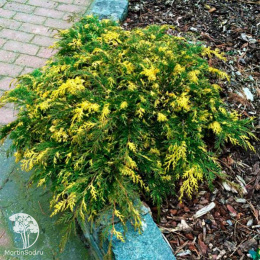 Микробиота перекрестнопарная Карнавал