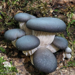 Вешенка Колумбийская на древесной палочке, больш. пак.