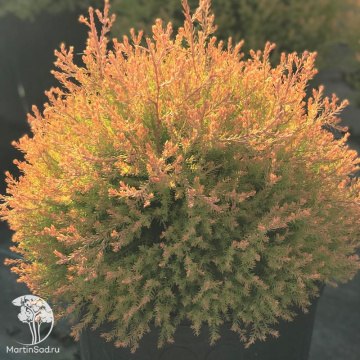 Фото Туя западная Фаер Чиф