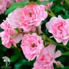 Почвопокровная роза Фэйри фото 3 