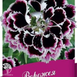 Гвоздика китайская Ворожея Серия Блэк