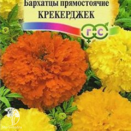 Бархатцы пр. Крекерджек (Тагетес)