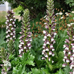 Акант моллис