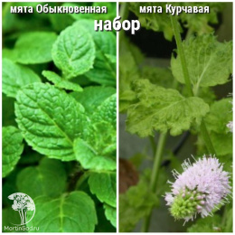 Набор для чая мята обыкновенная + Курчавая