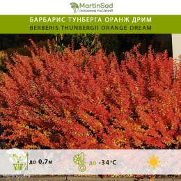 Барбарис тунберга Оранж Дрим