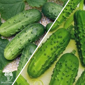 Фото Огурец Бочковой F1+Засолочный серия Дуэт 