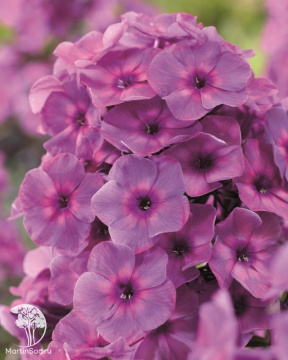 Фото Флокс метельчатый Классик Кассис