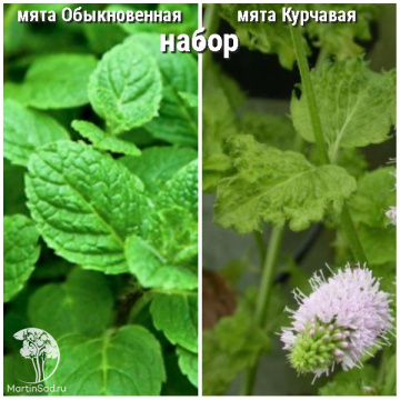 Фото Набор для чая мята обыкновенная + Курчавая