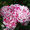 Rosa Variegata di Bologna Роза Вариегата ди Болонья (4-5 лет, С-20, П/Т8/А/11) фото 1 