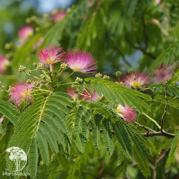 Альбиция ленкоранская (Акация шёлковая)
