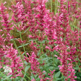 Иссоп лекарственный розовый