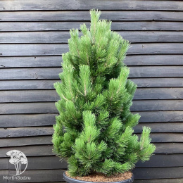 Сосна белокорая Литтл Дракула