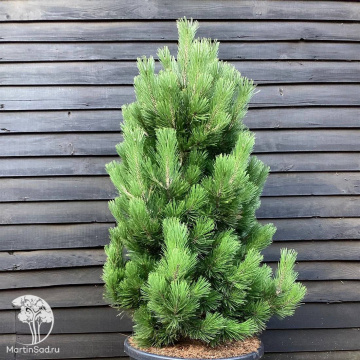 Фото Сосна белокорая Литтл Дракула