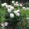 Роза чайно-гибридная Ломоносов (Пьер Ардити) фото 2 