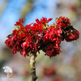 Парротия персидская