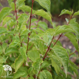 Дёрен красный Грин Лайт