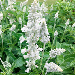 Шалфей мучнистый Эволюшн Вайт