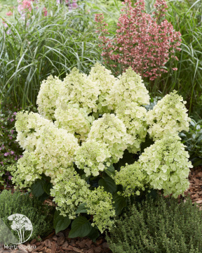Фото Гортензия метельчатая Би Хеппи