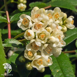 Рябина бузинолистная