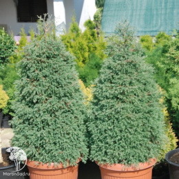 Туя западная Эрикоидес