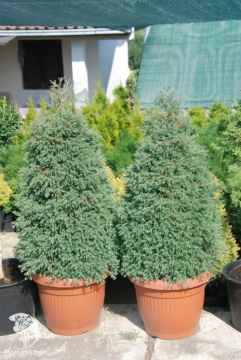 Фото Туя западная Эрикоидес