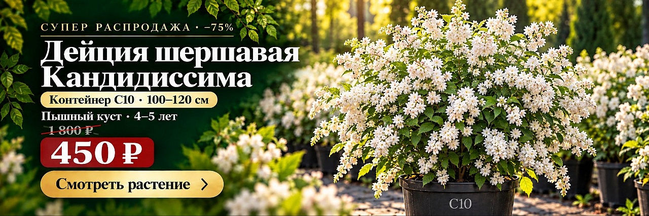 Дейция шершавая
