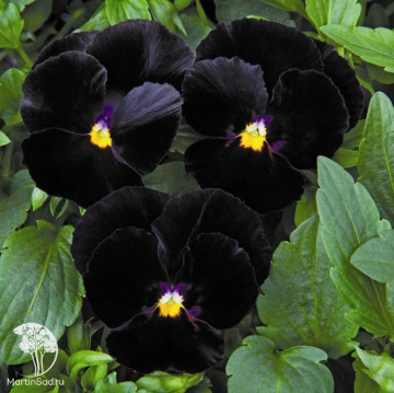 Фото Виола Водопад черный F1 Виттрока (амп.) (Анютины глазки) серия Блэк