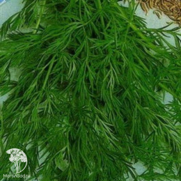 Тмин Аппетитный