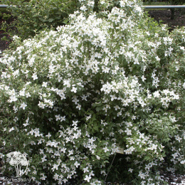 Жасмин садовый (Чубушник) Силберреген