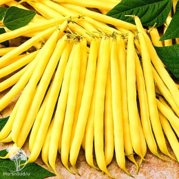 Фасоль Октава