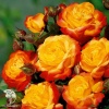 Роза флорибунда Румба на штамбе фото 3 