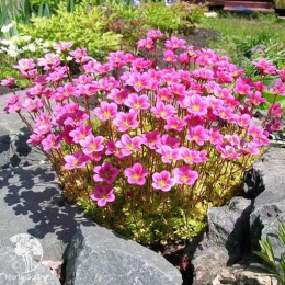 Камнеломка Пурпурная мантия