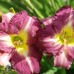 Лилейник Вудсайд Аметист